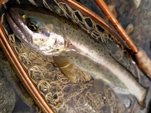 IMG_20160515_222245
